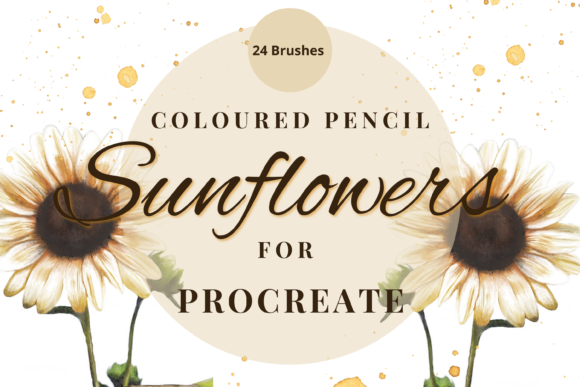 Download Procreate Coloured Pencil Sunflowers - Premium Resources